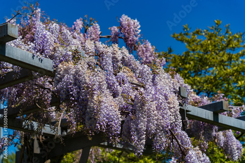 Wisteria flowers at park in Vancouver, Canada