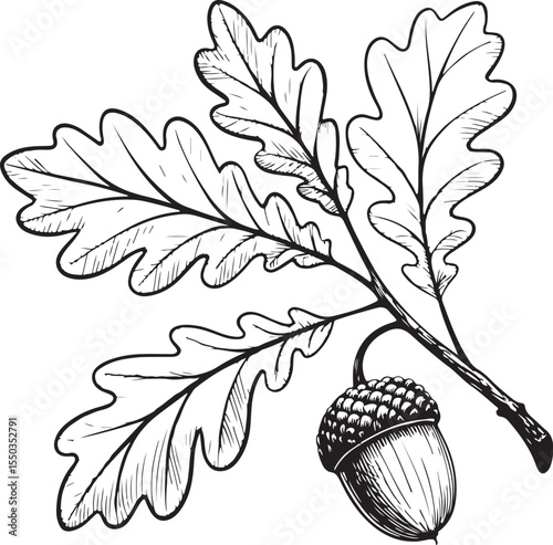 Oak branch, leaves and acorn Vector Illustration, Sketch Drawing Line Linear Symbol Icon Engraving Coloring Book, Hand-drawn Black and White Isolated