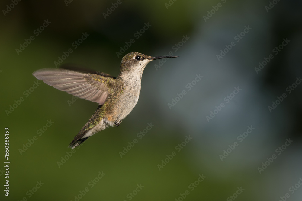 Fototapeta premium A ruby-throated humming bird flies through the air.