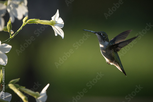 A ruby-throated hummingbird approaches flowering tobacco.