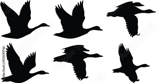 Migrating Birds in Motion Silhouettes