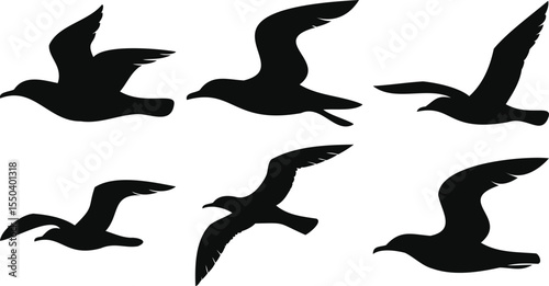 Migratory Birds in Motion