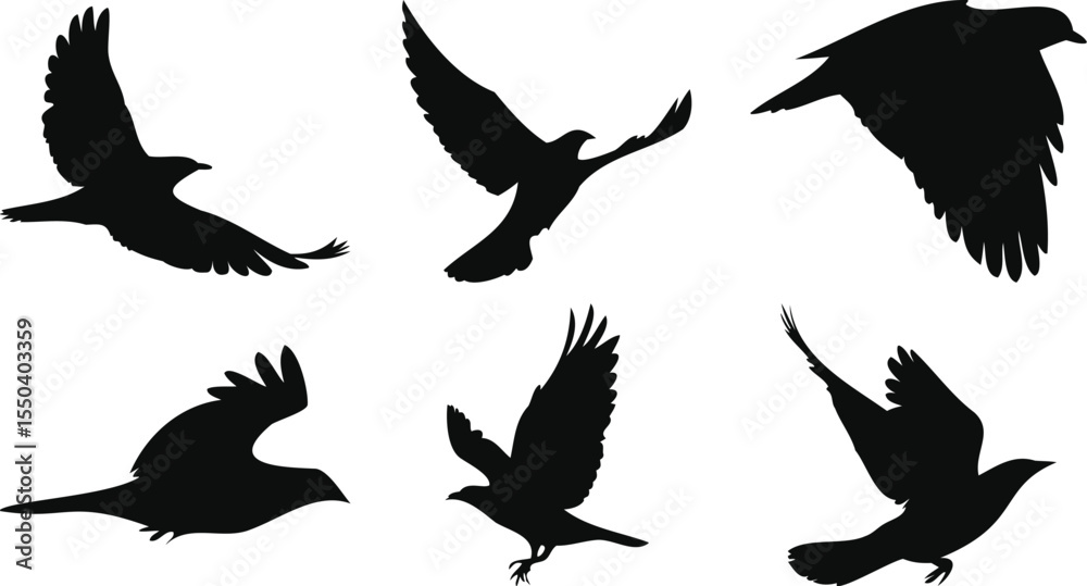 Obraz premium Large-Winged Birds in Soaring Motion