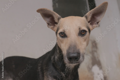 Cachorro Caramelo