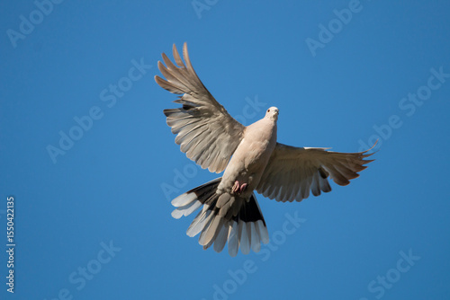  Eurasian collared dove ( Streptopelia decaocto ) isolated against blue sky background. Bird in flight. Dove is flying. Copy space.