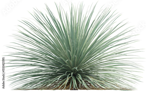 Side view of Desert Spoon plant - Dasylirion Wheeleri