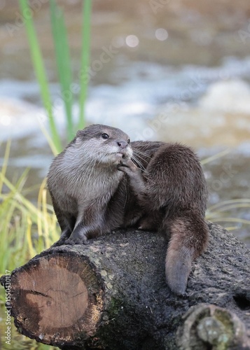 a closeup shot of a cute Asian small-clawed otter (Aonyx cinereus), also called oriental small-clawed otter and small-clawed otter