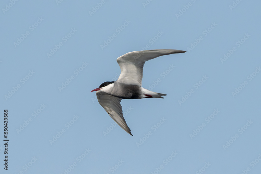 Obraz premium Common Tern Flying Against The Sky