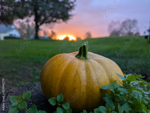 beautiful country sunset with pumpkin in foreground