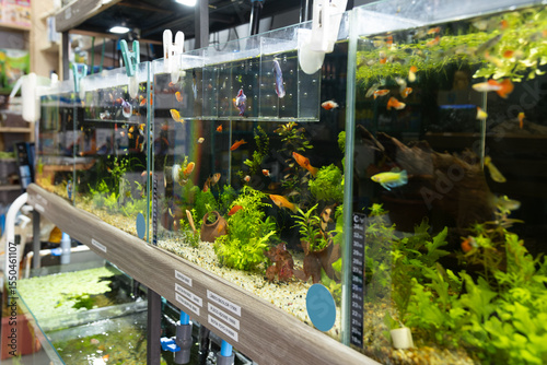 Colorful aquariums with tropical fish for sale in pet store