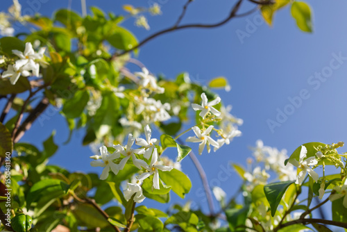 green leaves against blue sky
