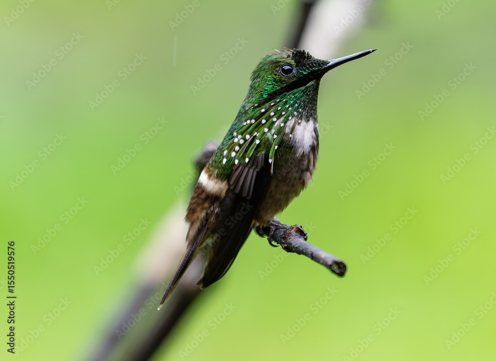 Fototapeta premium hummingbird perched