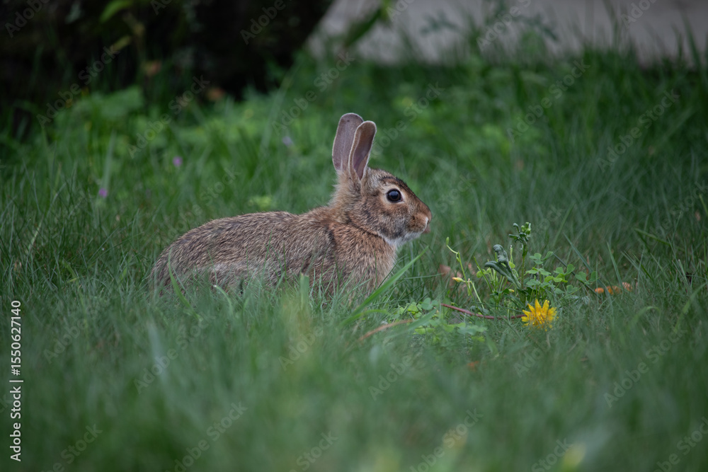 Fototapeta premium rabbit laying in the grass