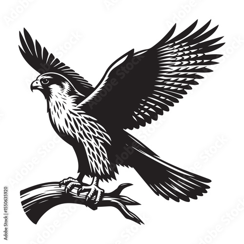 eagle vector illustration