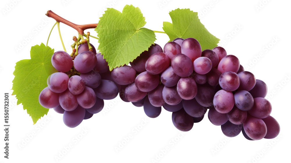 Fototapeta premium Grapes - Lush purple grape clusters hanging naturally from the vine on transparent background