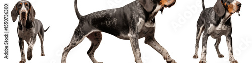 Grand Bleu de Gascogne: Breed Profile, Pictures, and Characteristics transparent background png