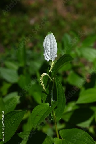 Saururus chinensis (Chinese lizard's tail) flowers. Saururaceae perennial plants. In summer, small flowers bloom in slender racemes and the surrounding leaves turn white.
