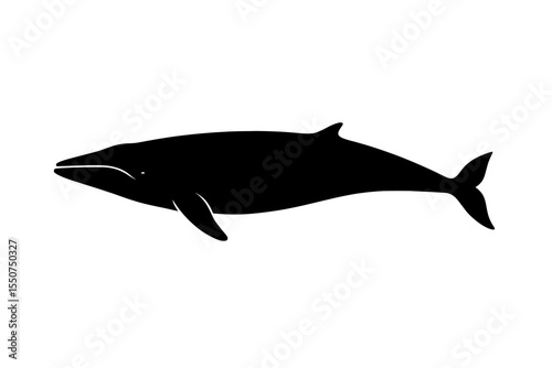 Silhouette of a Majestic Sei Whale Gliding Through Calm Waters
