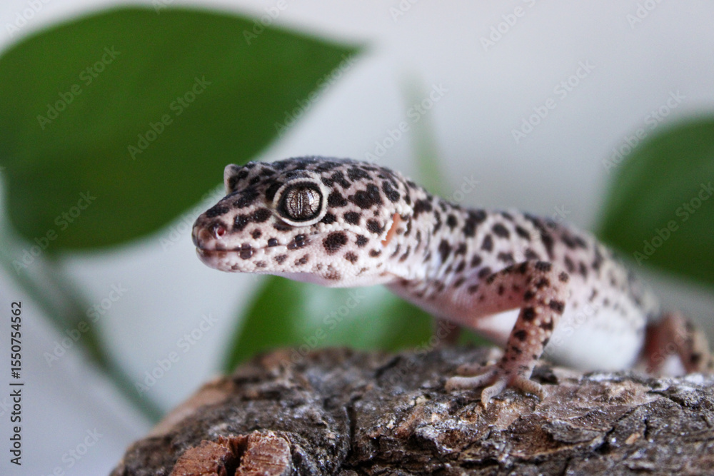 Naklejka premium Close-up of a Gecko resting on a log