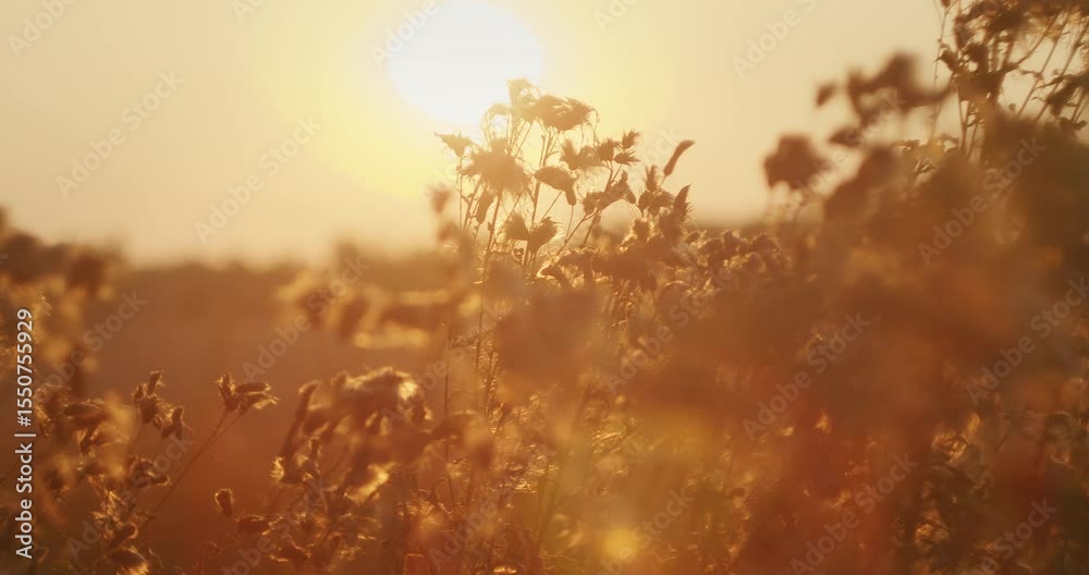 custom made wallpaper toronto digitalFluffy wildflowers in a field glowing under the warm sunset light in summer