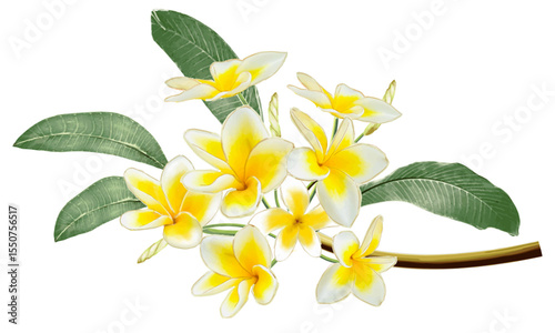 プルメリアの花の小枝