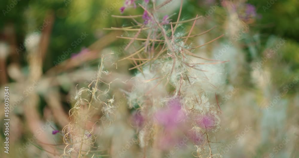custom made wallpaper toronto digitalDelicate forest plant with soft white seeds and purple blossoms of Chamaenerion also known as Epilobium