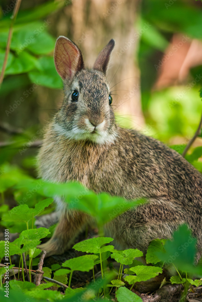 Obraz premium Baby Eastern Cottontail rabbit exploring a trail at a nature preserve in New Jersey
