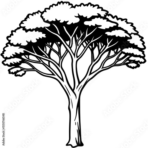 Minimal Acacia Tree Illustration