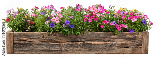 Colorful flower box rustic wood planter isolated transparency background, vibrant blooming petunia, pansy, garden decoration, cheerful spring summer floral arrangement, natural texture
