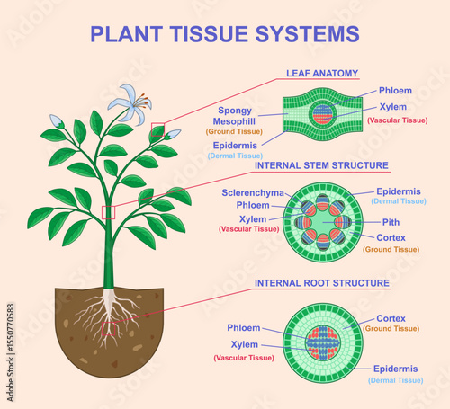 Plant Tissue Systems. Educational Biological Infographics with diagram of anatomical structure of leaves, stems and roots of plants. Vascular, dermal and ground cross section. Flat vector illustration