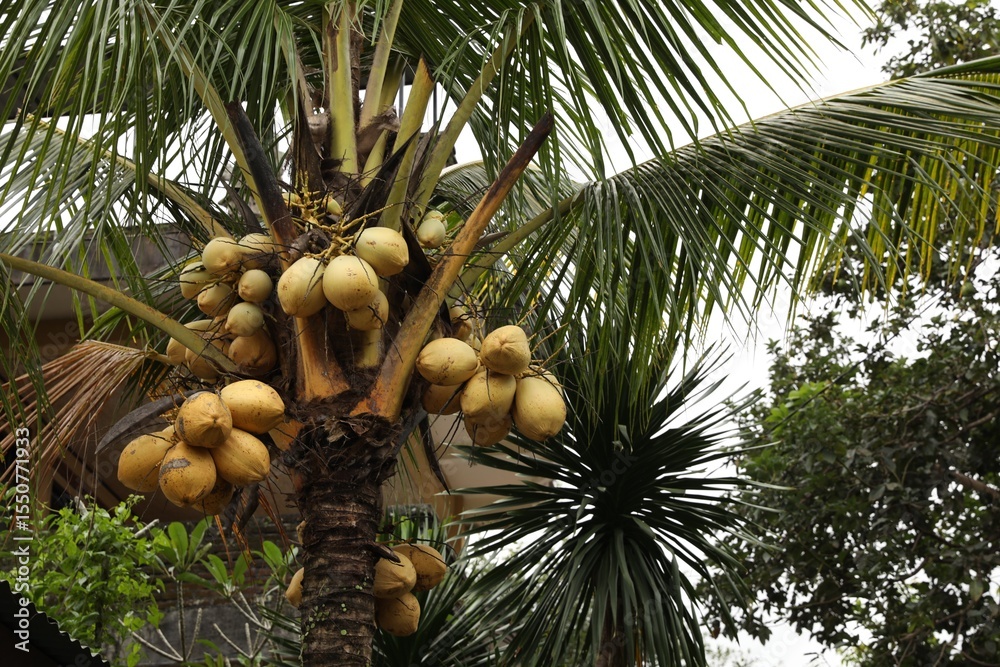 Fototapeta premium Coconuts growing on palm tree outdoors, low angle view