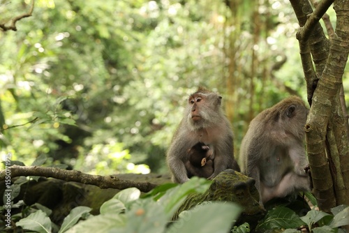 Cute monkeys sitting near tree in park, space for text
