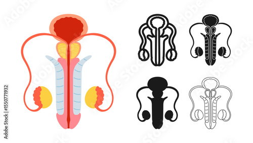 Male reproductive system anatomy symbol set . Anatomical bladder, penis prostate testicles symbol on white background. Drawing organ human man anatomy medical education design vector illustration