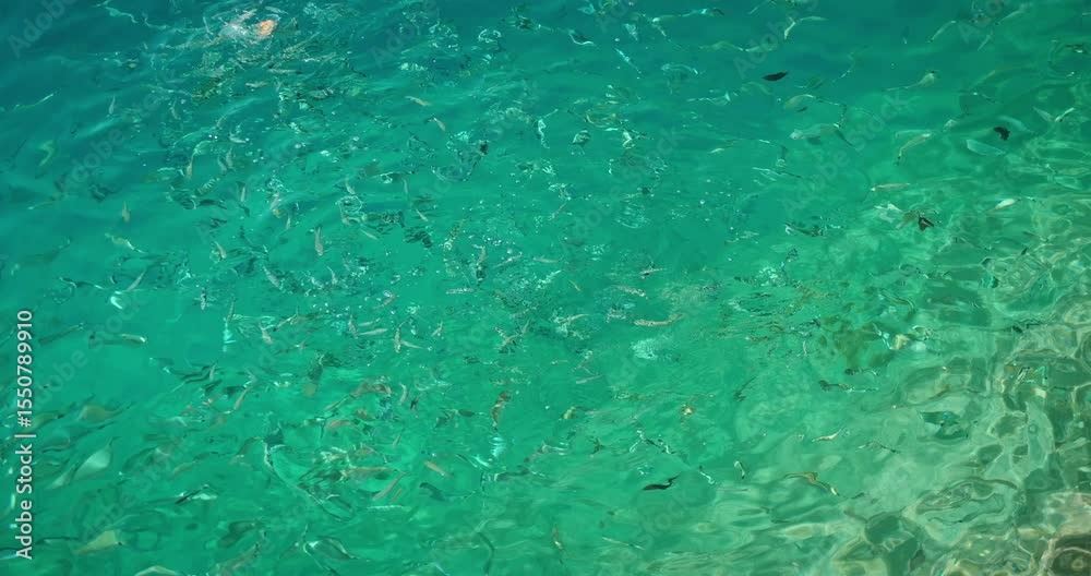 custom made wallpaper toronto digitalBread piece floating as fish gather around in clear turquoise sea water in summer