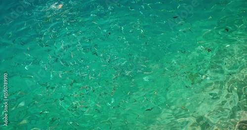 Wallpaper Mural Bread piece floating as fish gather around in clear turquoise sea water in summer Torontodigital.ca