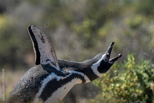 Pingüino se comunica con sus pares en las costas de Chubut, Patagonia Argentina
