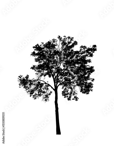 tree silhouette isolated on white