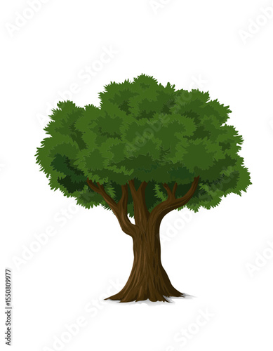 green tree isolated on white