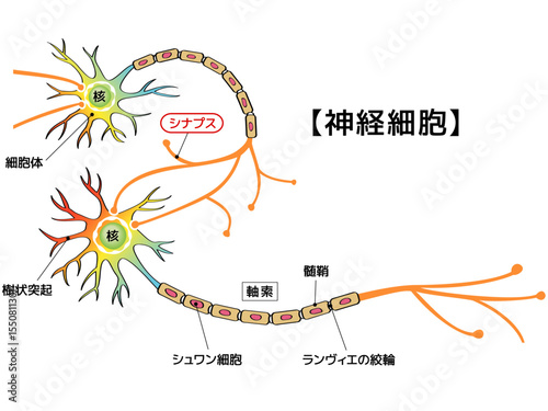 神経細胞の情報伝達