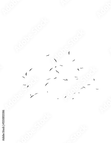 flock of birds flying