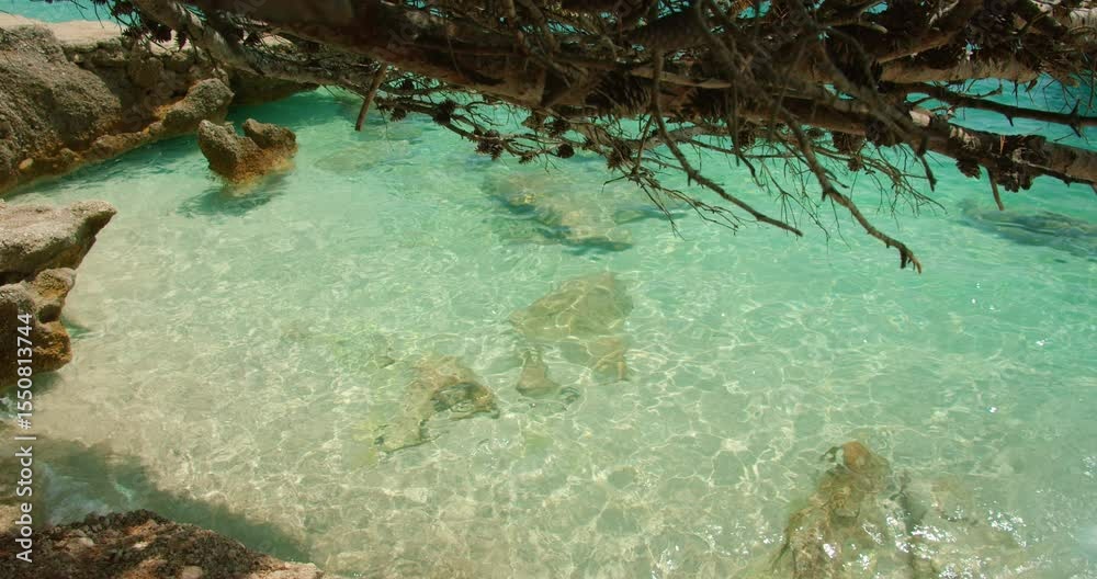 custom made wallpaper toronto digitalOverhanging tree above crystal clear shallow sea water with rocks below in summer Croatia