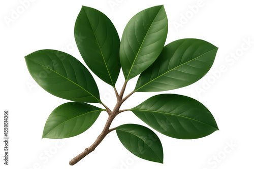 Lush green leaves thrive on a branch, creating a vibrant and natural element against a transparent background