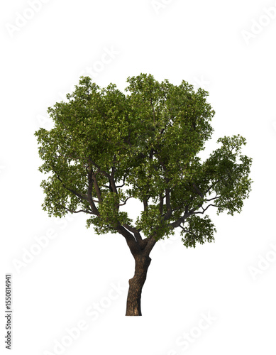 green tree isolated on white