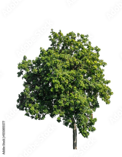 tree isolated on white background