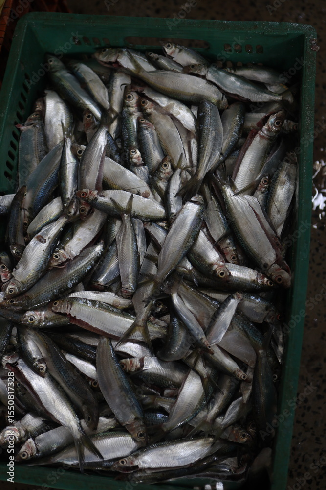 Fototapeta premium fish sardines for sale to the consumer