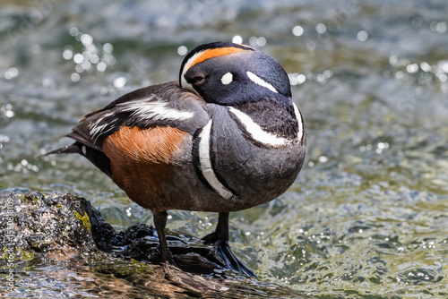 A Harlequin Duck in Yellowstone National Park, Wyoming, United States.