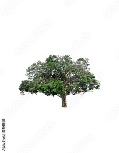 tree isolated on white background