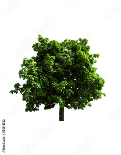 tree isolated on white background