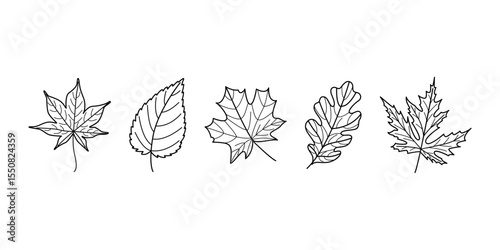 Outline Autumn Leaves Set Hand Drawn Black and White Line Art for Coloring and Seasonal Designs