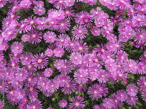 Vibrant field of pink ice plants (Delosperma cooperi) in full bloom, captured in Japan. Dense clusters of bright pink petals with yellow centers create a stunning and colorful floral display. 